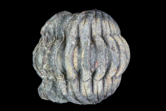 Small Enrolled Acastoides Trilobite Fossil - Morocco #76430